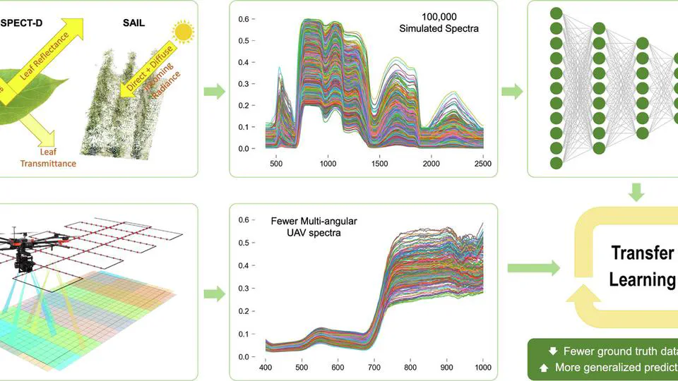 PROSAIL-Net: A transfer learning-based dual stream neural network to estimate leaf chlorophyll and leaf angle of crops from UAV hyperspectral images